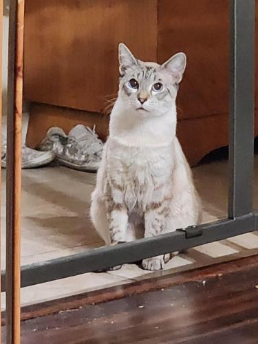 Lost Female Cat last seen Wilson rd & stine rd, Bakersfield, CA 93309
