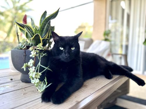 Lost Male Cat last seen Maguire Road and Roberson , Ocoee, FL 34761