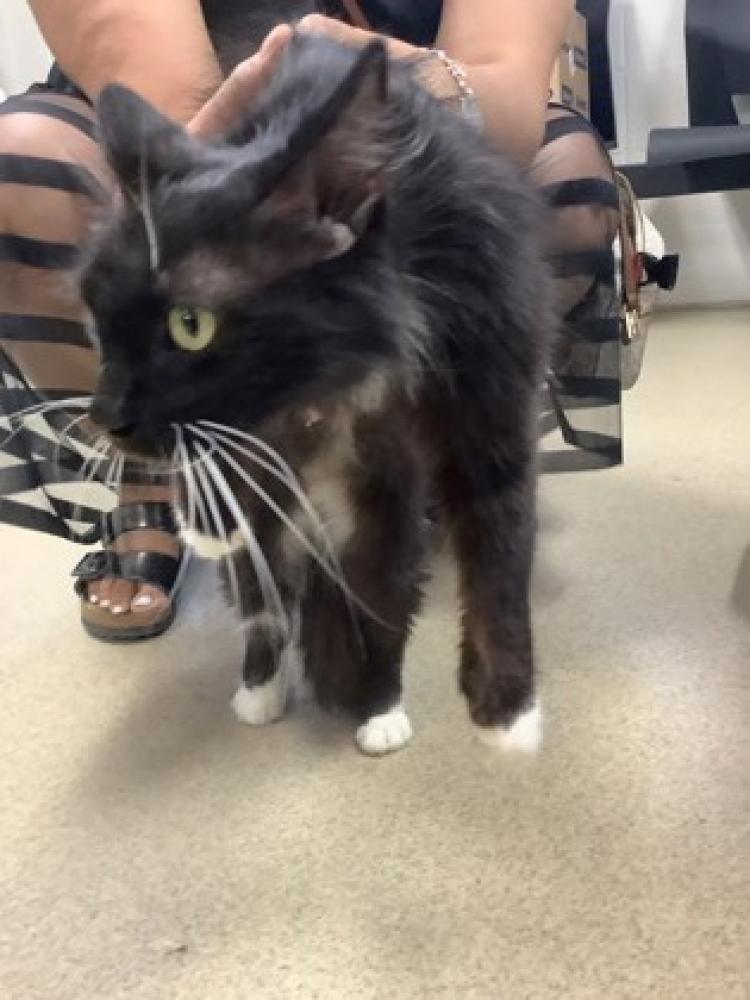 Shelter Stray Female Cat last seen Dallas, TX 75226, Fort Worth, TX 76119