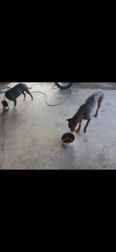 Lost Female Dog last seen Pecos and Gowan, North Las Vegas, NV 89115
