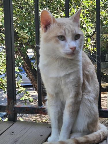 Lost Male Cat last seen Near Bee Cave Road, Waters at Barton Creek apmt, Austin, TX 78746