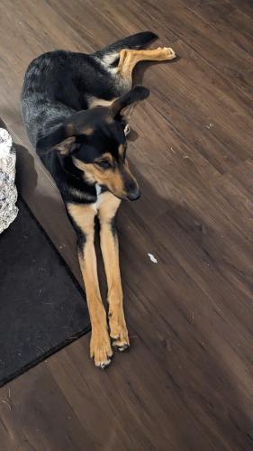 Lost Female Dog last seen 66th and broadway, Portland, OR 97213