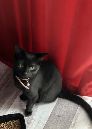 Lost Female Cat last seen Haverhill and cannon way, West Palm Beach, FL 33415