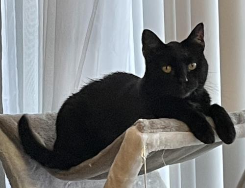 Lost Male Cat last seen Mckelvy Rd, Maryland Heights, MO 63146
