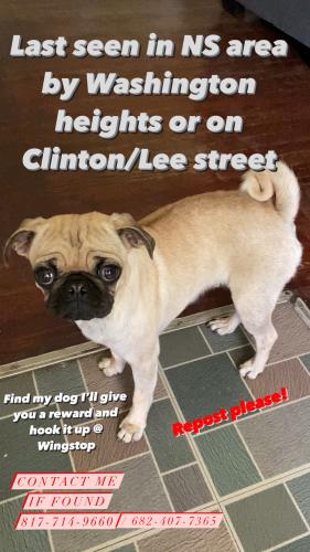 Lost Female Dog last seen Baptist church or highrollers, Fort Worth, TX 76106