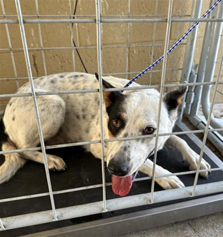 Shelter Stray Female Dog last seen Near BLK WIBLE RD, BAKERSFIELD,CA, Bakersfield, CA 93307