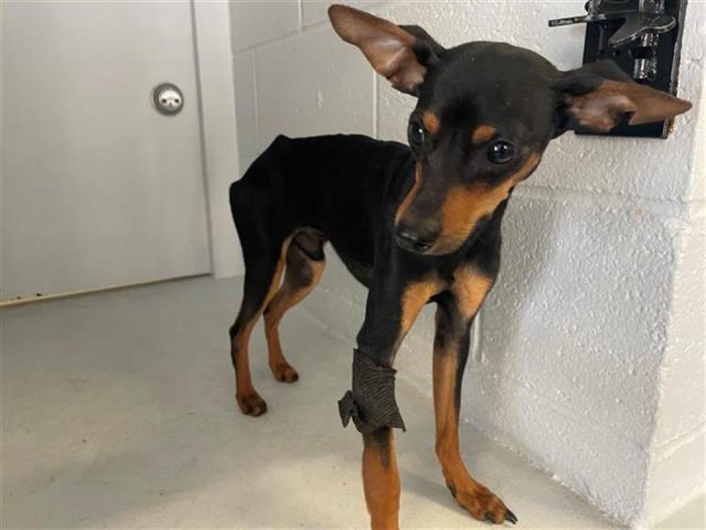 Shelter Stray Male Dog last seen CARROLL AVE & AUNTINE BURNEY S, Sacramento, CA 95818