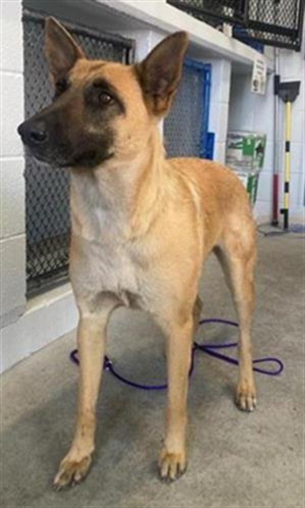 Shelter Stray Female Dog last seen Near MCGLASHAN ST, Sacramento, CA 95818