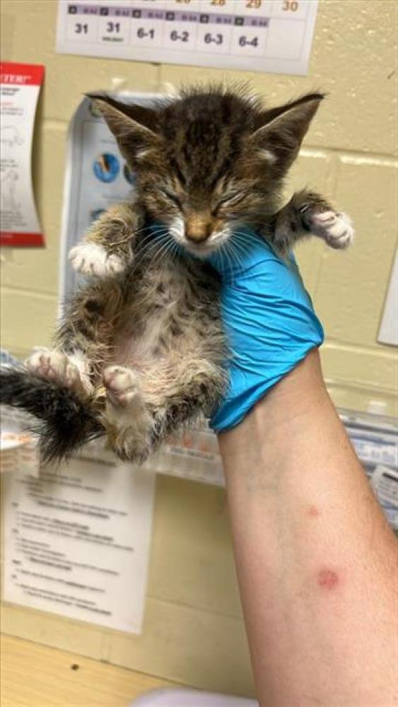 Shelter Stray Male Cat last seen HOGGAN DR & DEMARET DR, Sacramento, CA 95818