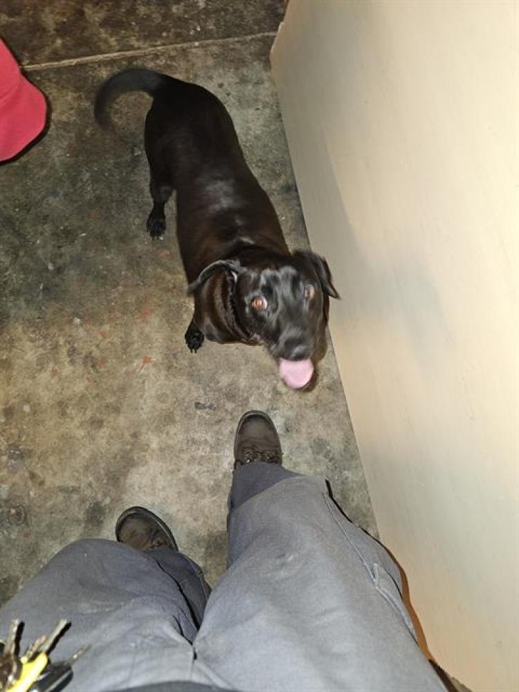Shelter Stray Unknown Dog last seen STANHOPE WAY & MILL OAK WAY, Sacramento, CA 95818