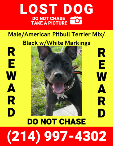 Lost Male Dog last seen 53rd Ave West and 14th St West, Bradenton, FL 34207