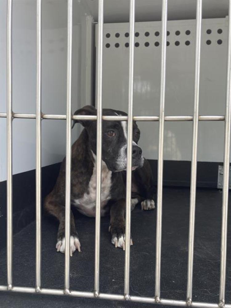 Shelter Stray Female Dog last seen Near BLOCK CATHAM LN, SPARKS NV 89434, Reno, NV 89502