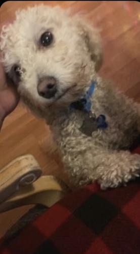 Lost Male Dog last seen Green valley ranch , Denver, CO 80249
