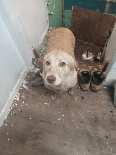 Lost Female Dog last seen Near 11th st n , Moorhead, MN 56560