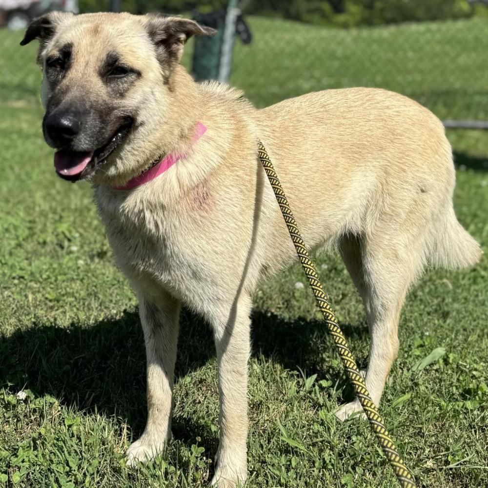 Shelter Stray Female Dog last seen , Chattanooga, TN 37415