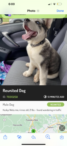 Lost Male Dog last seen Wilcun Dr and Parker rd , Berea, SC 29617