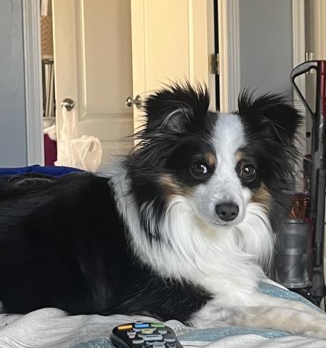 Lost Male Dog last seen Belleview Ave and 97th Terrace Kansas City Mo, Kansas City, MO 64114