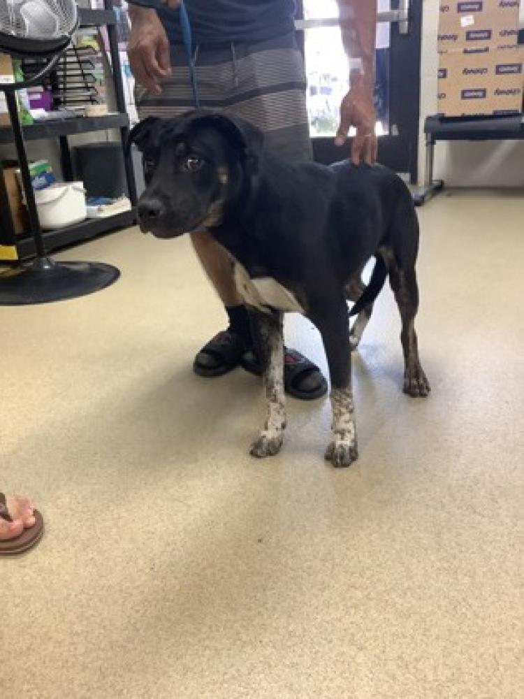 Shelter Stray Male Dog last seen Fort Worth, TX 76119, Fort Worth, TX 76119