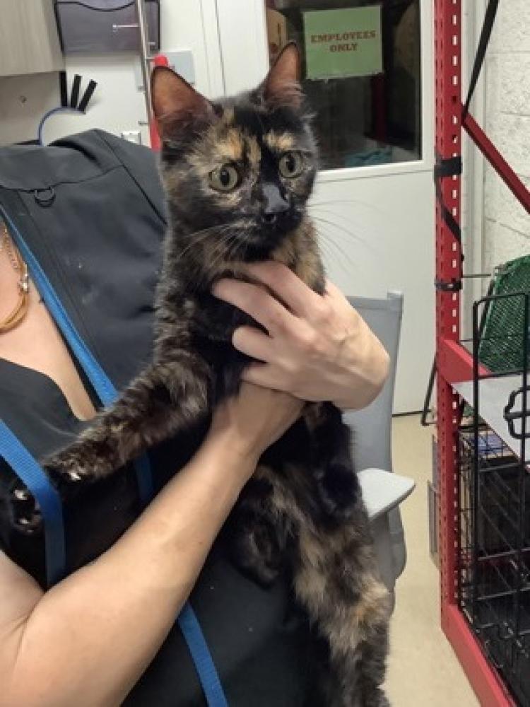 Shelter Stray Female Cat last seen Fort Worth, TX 76133, Fort Worth, TX 76119