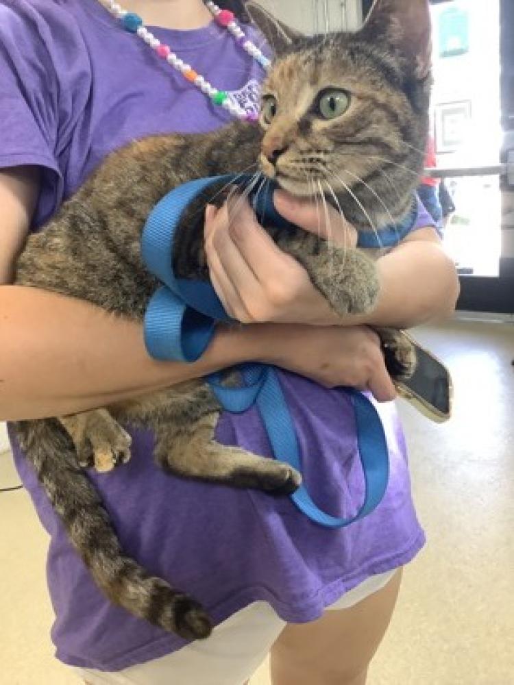 Shelter Stray Female Cat last seen Fort Worth, TX 76132, Fort Worth, TX 76119