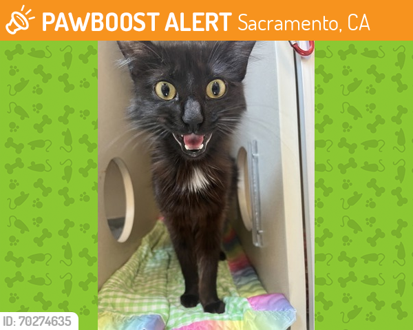 Shelter Stray Female Cat last seen Folsom, CA 95630, Sacramento, CA 95828