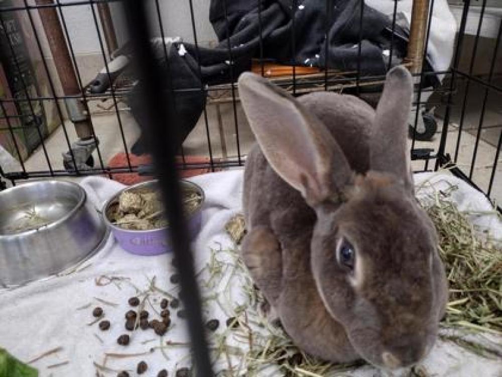 Shelter Stray Unknown Rabbit last seen Round Rock, TX 78665, Georgetown, TX 78626