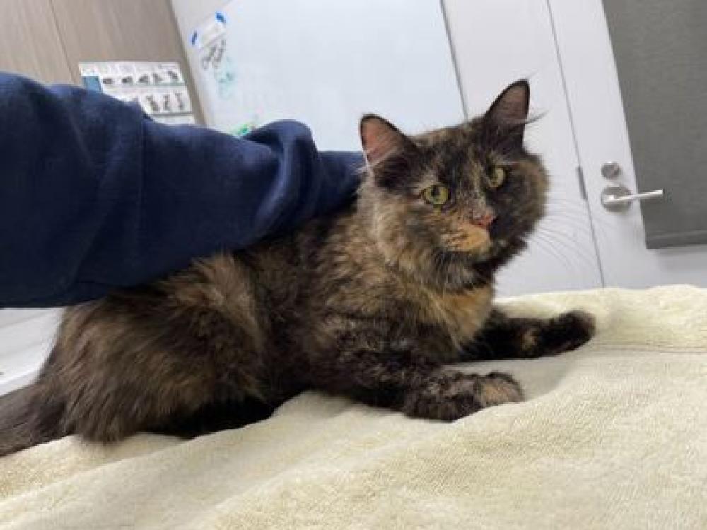 Shelter Stray Female Cat last seen Near N Bristol Ave, 64117, MO, Kansas City, MO 64132
