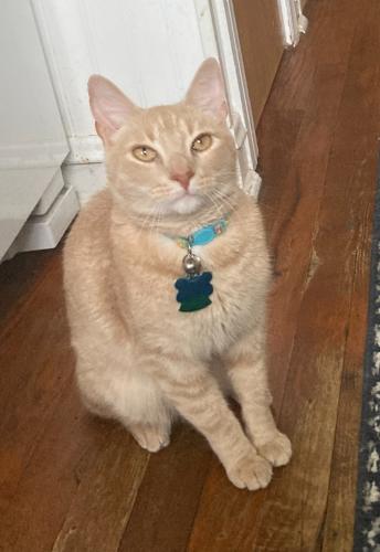 Lost Male Cat last seen North Grant and Norfolk Westmont IL, Westmont, IL 60559