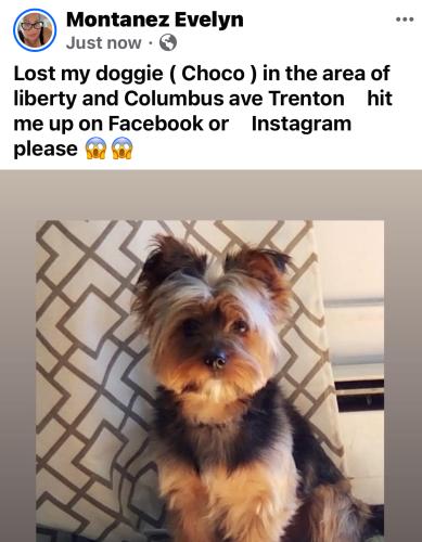 Lost Male Dog last seen Liberty and Columbus Avenue, Trenton, NJ 08629