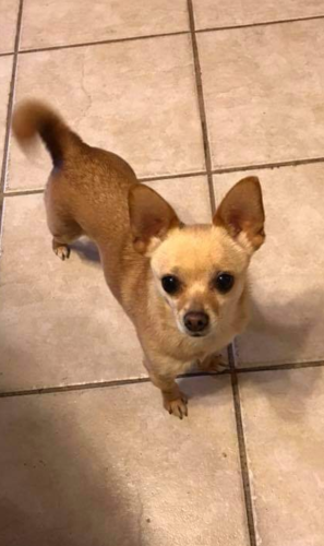 Lost Female Dog last seen Southern and Val Vista, Mesa, AZ 85206