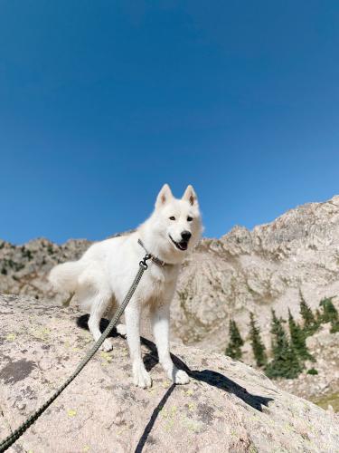 Lost Female Dog last seen Broadway & 21st, Colorado Springs, CO 80904
