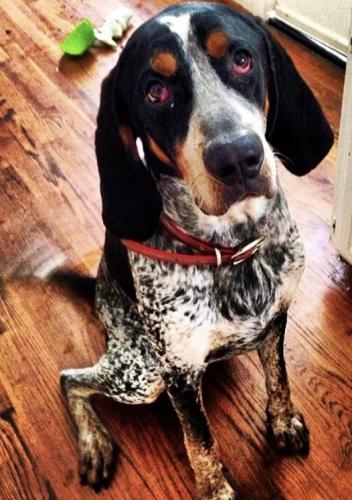 Lost Male Dog last seen Midway & Forest, Dallas, TX 75229