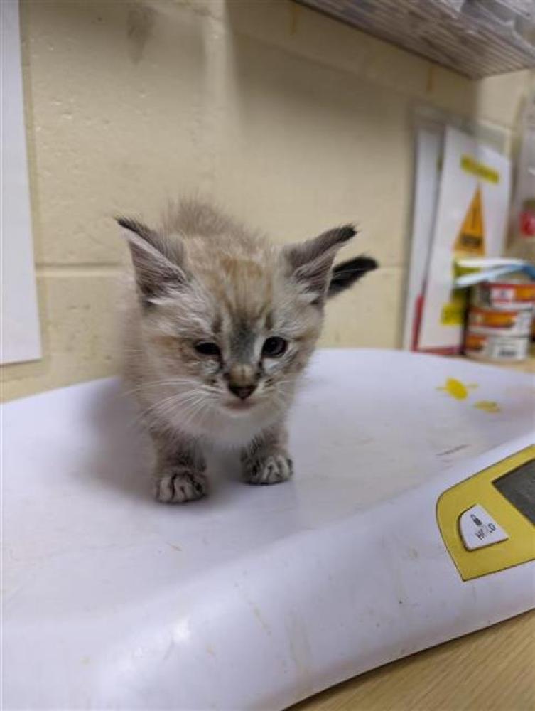 Shelter Stray Female Cat last seen BALFOUR WAY AT 68TH AVE, Sacramento, CA 95818