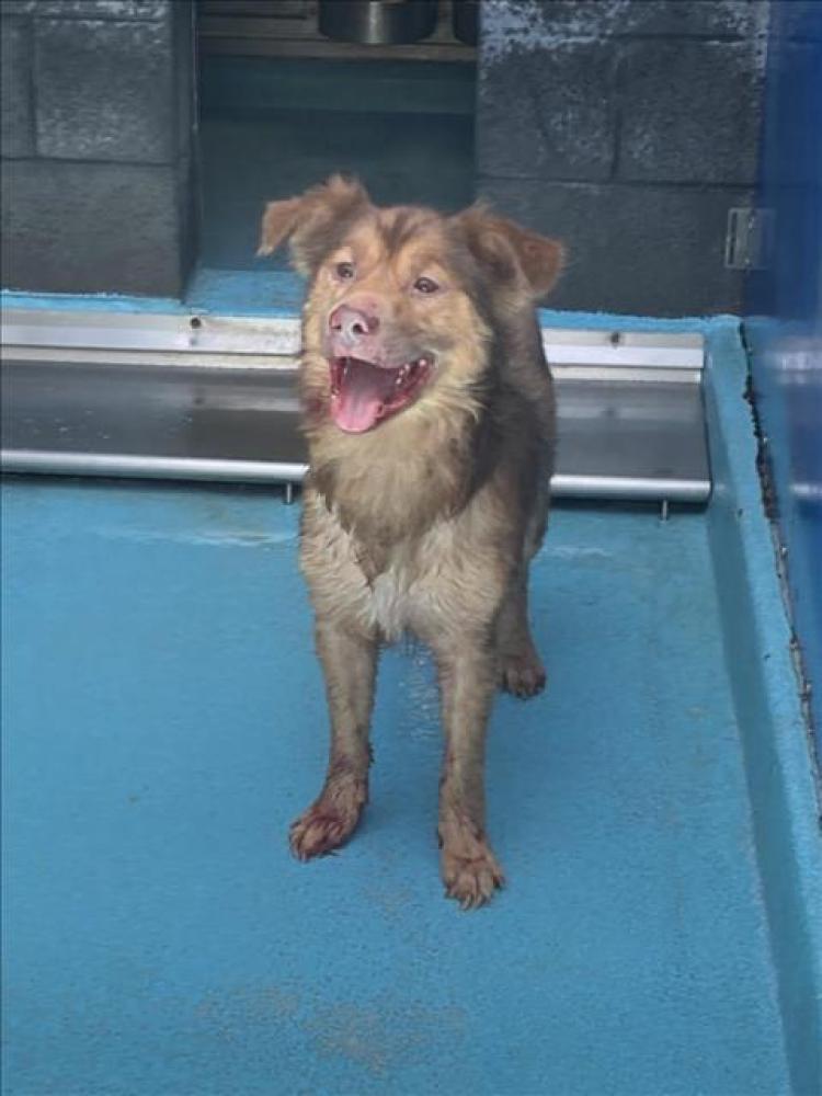 Shelter Stray Male Dog last seen Near BLK GOLDEN AVE, Long Beach, CA 90815