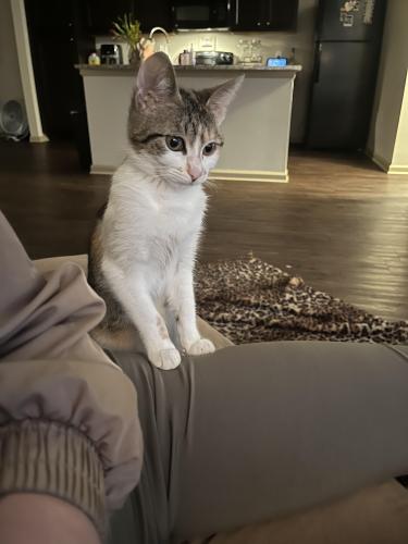 Lost Female Cat last seen Near E Northside Dr, Fort Worth, TX 76106
