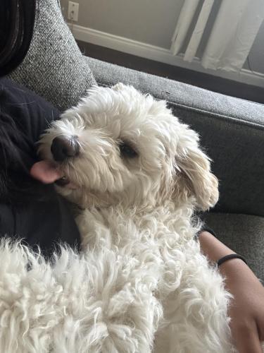 Lost Male Dog last seen Near 9475 Warner Ave, Fountain Valley, CA 92708, Fountain Valley, CA 92708