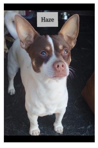 Lost Male Dog last seen 107th Ave & Buckeye , Avondale, AZ 85353
