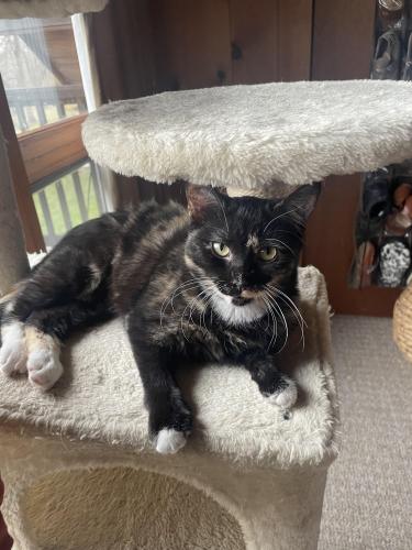 Lost Female Cat last seen Just south of Richton and Steger Road in the forest, Steger, IL 60475