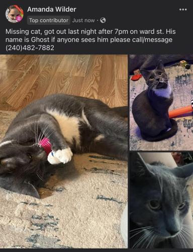 Lost Male Cat last seen Greenhill st, Laurel, MD 20707