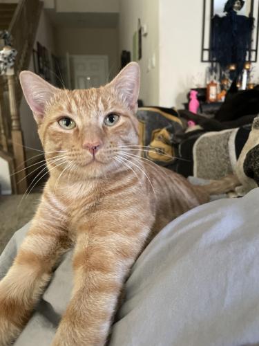 Lost Male Cat last seen El Capitan durango, Las Vegas, NV 89178