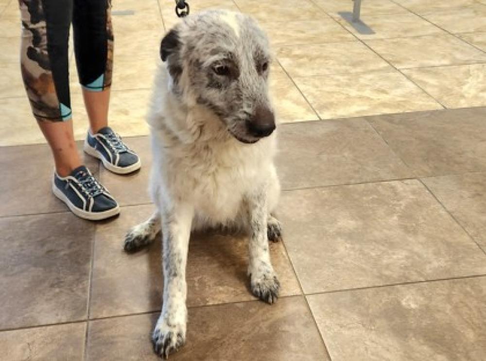 Shelter Stray Female Dog last seen Llano, TX 78643, Georgetown, TX 78626
