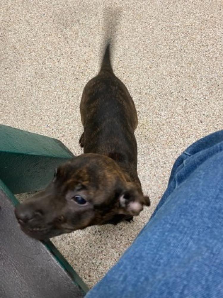 Shelter Stray Female Dog last seen Harris County, TX , Houston, TX 77053