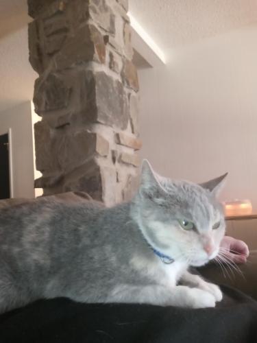 Lost Female Cat last seen 49th south and 72nd street east ave, Tulsa, OK 74145