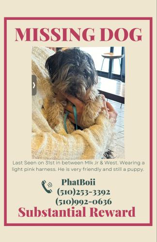 Lost Male Dog last seen MlK Jr & West St, Oakland, CA 94609
