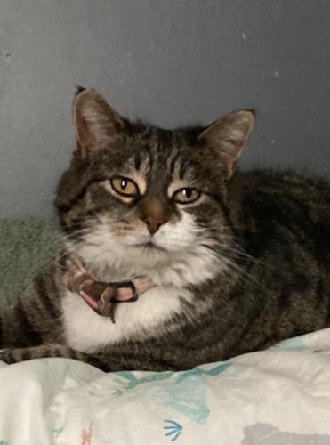 Lost Female Cat last seen Knapp CT, Grand Rapids, MI 49525