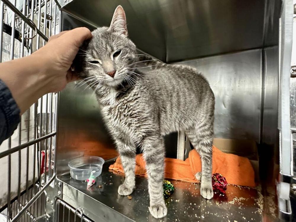 Shelter Stray Male Cat last seen Near 8th Avenue, NEW YORK, NY, 10039, New York, NY 10029