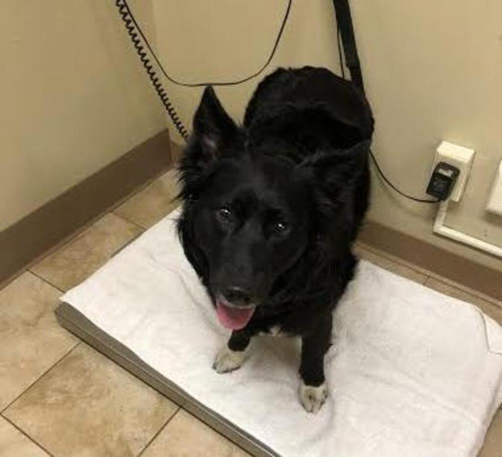 Shelter Stray Female Dog last seen SW Illinois Street, PORTLAND, OR, 97211, Troutdale, OR 97060