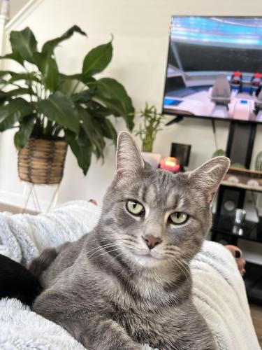 Lost Male Cat last seen Valleydale Dr. , Riverview, FL 33578