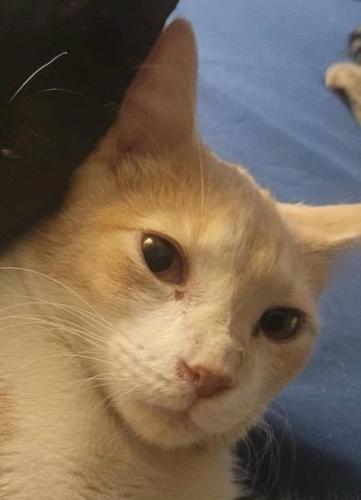 Lost Male Cat last seen Between Cermak and Ogden , Chicago, IL 60623