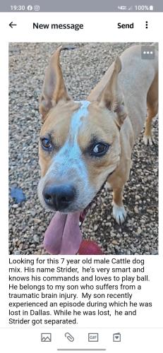 Lost Male Dog last seen Belt line, Garland, TX 75043